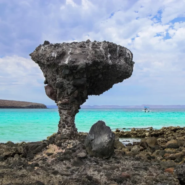 La paz y avistamiento de ballena gris